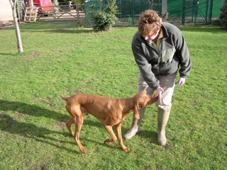 Clicker gundog 2024 helen phillips