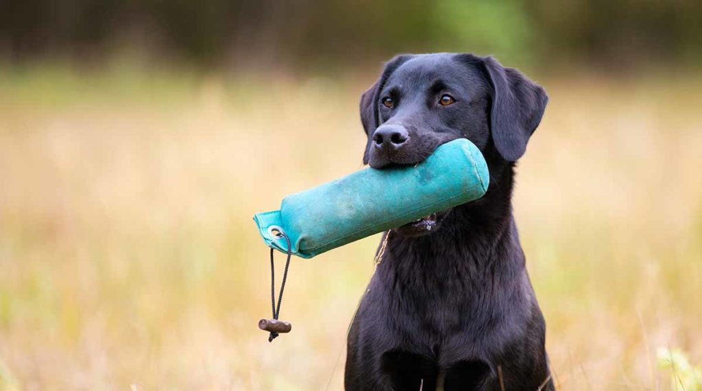 Arrange A Test - The Gundog Club